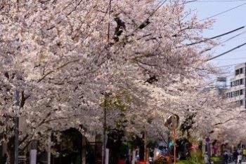 令和7年4月号 大田の桜が美しく咲き誇りました！