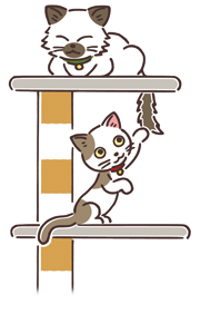 猫を飼い始めたら