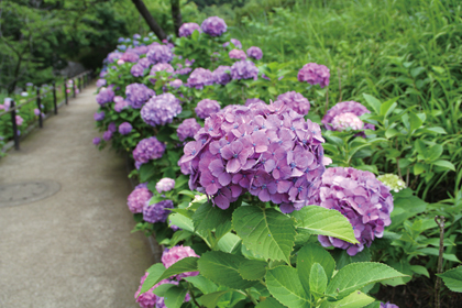 多摩川台公園のアジサイ