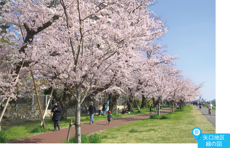 多摩川ガス橋緑地付近
二十一世紀桜と講和桜