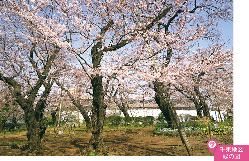 洗足池公園　桜山のソメイヨシノ