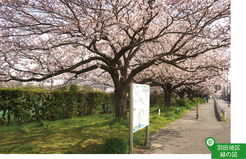 本羽田公園のおおたの名木