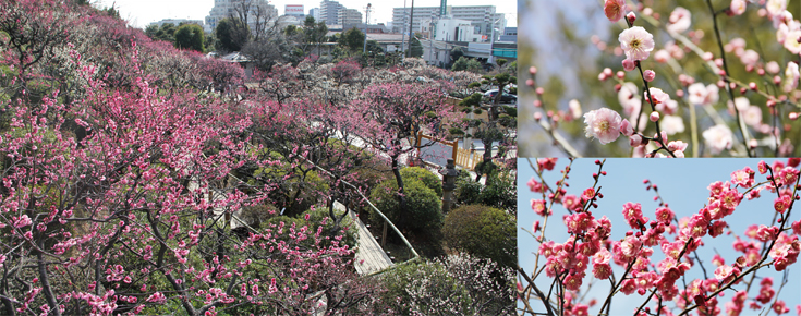 池上梅園で春の香りを楽しみませんか