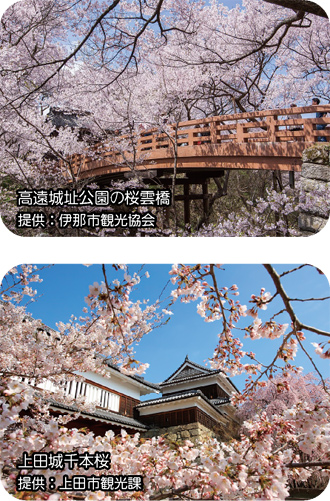 （上）高遠城址公園の桜雲橋（提供：伊那市観光協会）／（下）上田城千本桜（提供：上田市観光課）