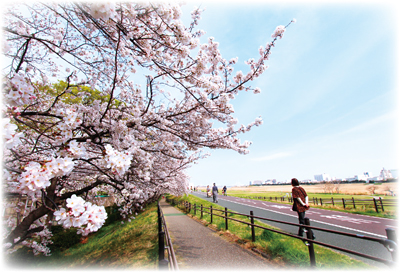 六郷橋緑地付近の桜並木
