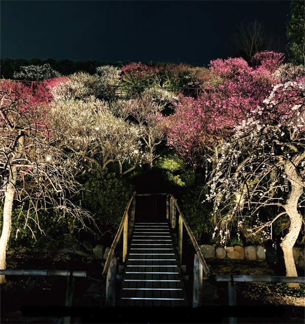 池上梅園ライトアップ