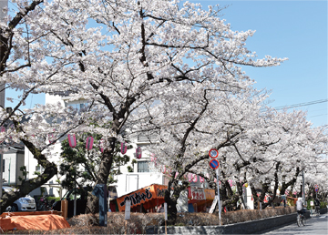 馬込桜並木通り