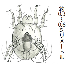 ダニによるアレルギーに注意！