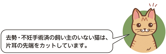 去勢・不妊手術済の飼い主のいない猫は、片耳の先端をカットしています。