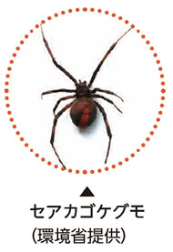 セアカゴケグモにご注意ください！についての画像