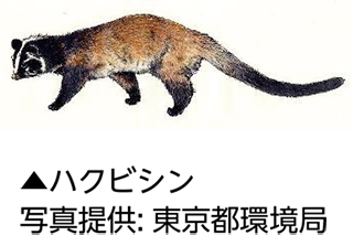 ハクビシン・アライグマにお困りの方へについての画像