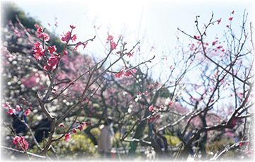 池上梅園で春の香りを楽しみませんかについての画像