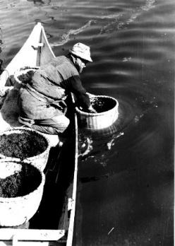 画像：海苔洗い・昭和38年1月