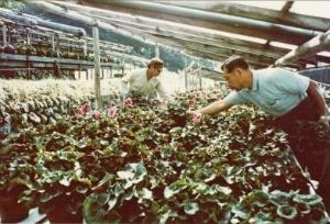 画像：馬込園芸研究会冷涼地リレー栽培の様子 昭和40～60年頃