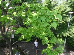 写真：カタルパの木
