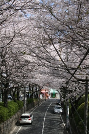 写真：桜坂