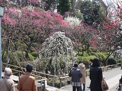 写真：池上梅園