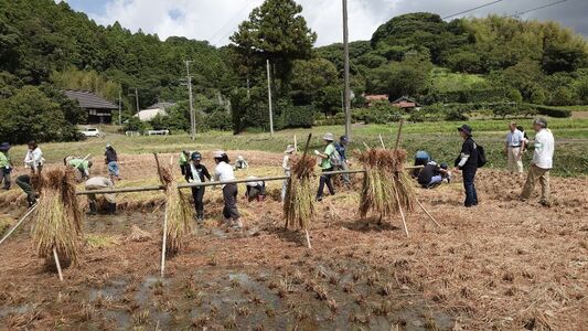 稲刈りの様子
