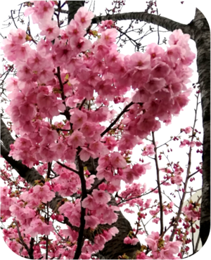 写真：陽光桜の写真