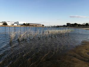 海苔の様子