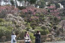 画像リンク：写真　池上梅園(大森地域)