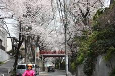 画像リンク：写真　桜坂(街並み)