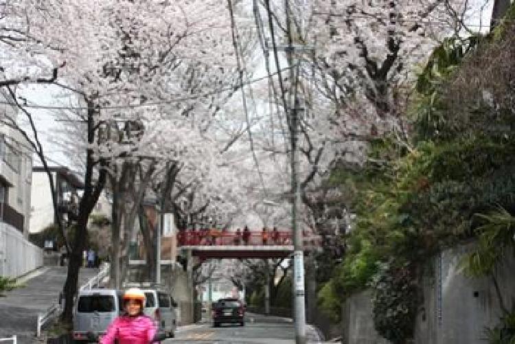 写真：桜坂