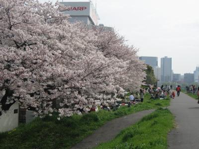 画像：桜（多摩川土手）
