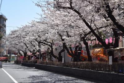 画像：桜（馬込桜並木通り）