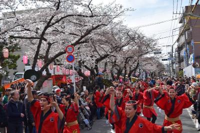 画像：馬込文士村大桜まつり（平成29年）