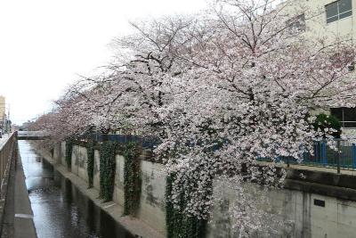 画像：桜（呑川）