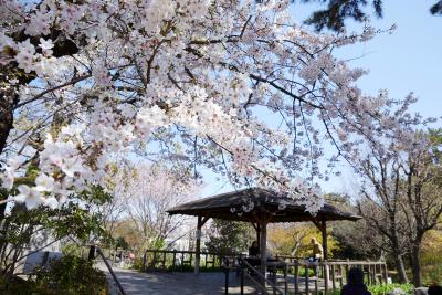画像：桜（多摩川台公園）
