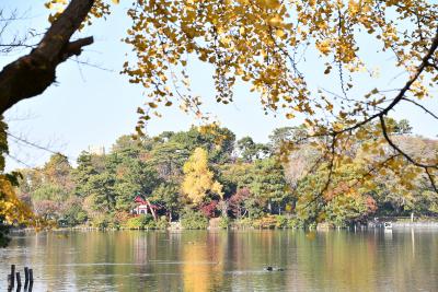 画像：紅葉（洗足池公園）