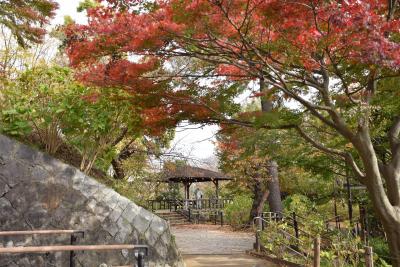 画像：紅葉（多摩川台公園）