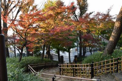 画像：紅葉（蘇峰公園）