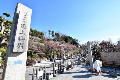 画像：梅（池上梅園）