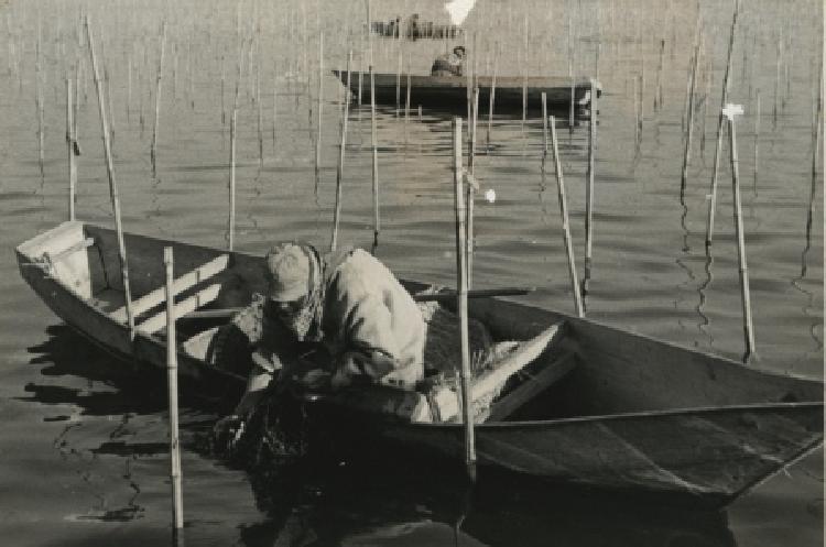 写真：海苔の収穫(昭和31年)(1)