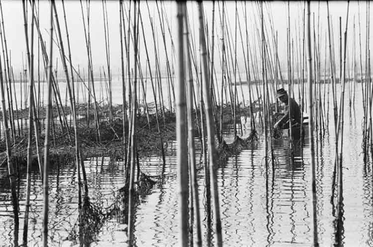 写真：海苔の収穫(昭和38年)(1)