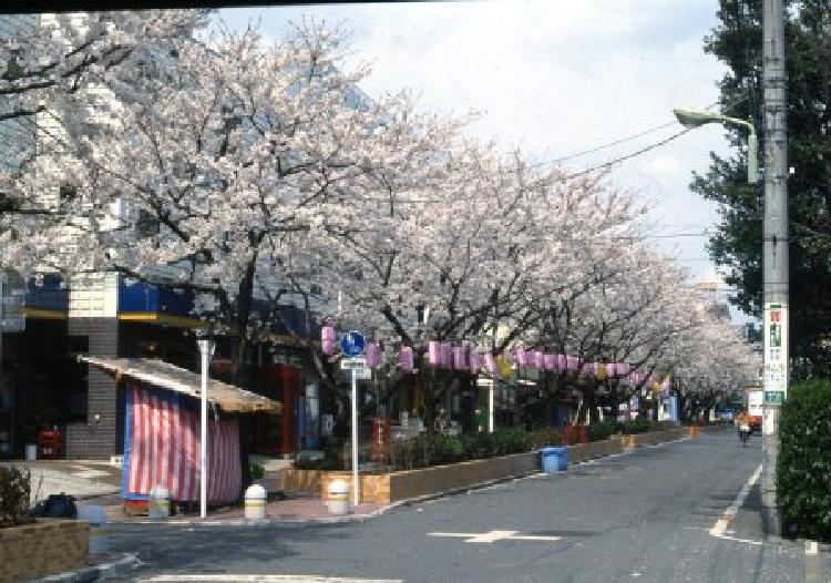 写真：馬込桜並木