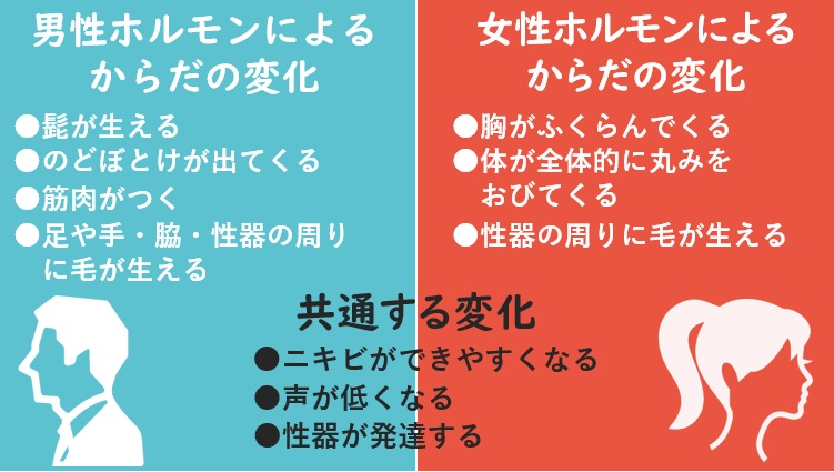 二次性徴の図