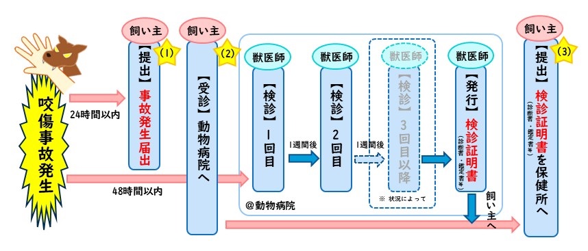 咬傷事故発生時の流れ