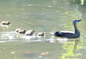 写真：星　雅之さん作「朝日を浴びて」（弁天池児童遊園）