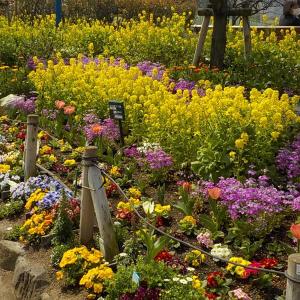 写真：下丸子公園の花壇