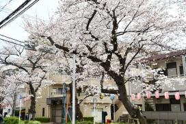 画像：桜のプロムナード（馬込桜並木）