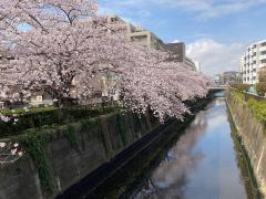 画像：呑川緑道（上堰橋付近）