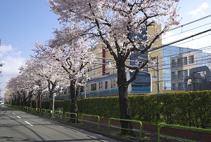 写真：京浜東北線沿い桜並木