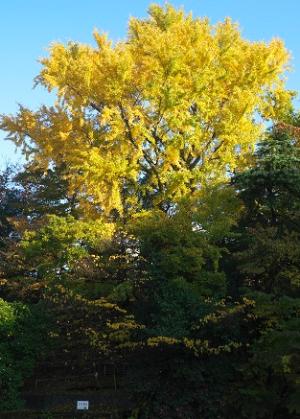 田園調布せせらぎ公園　イチョウ　写真