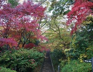 紅葉（写真）