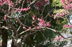 写真：ウメ萩中公園