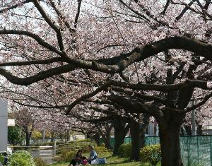 写真：本羽田公園サクラ